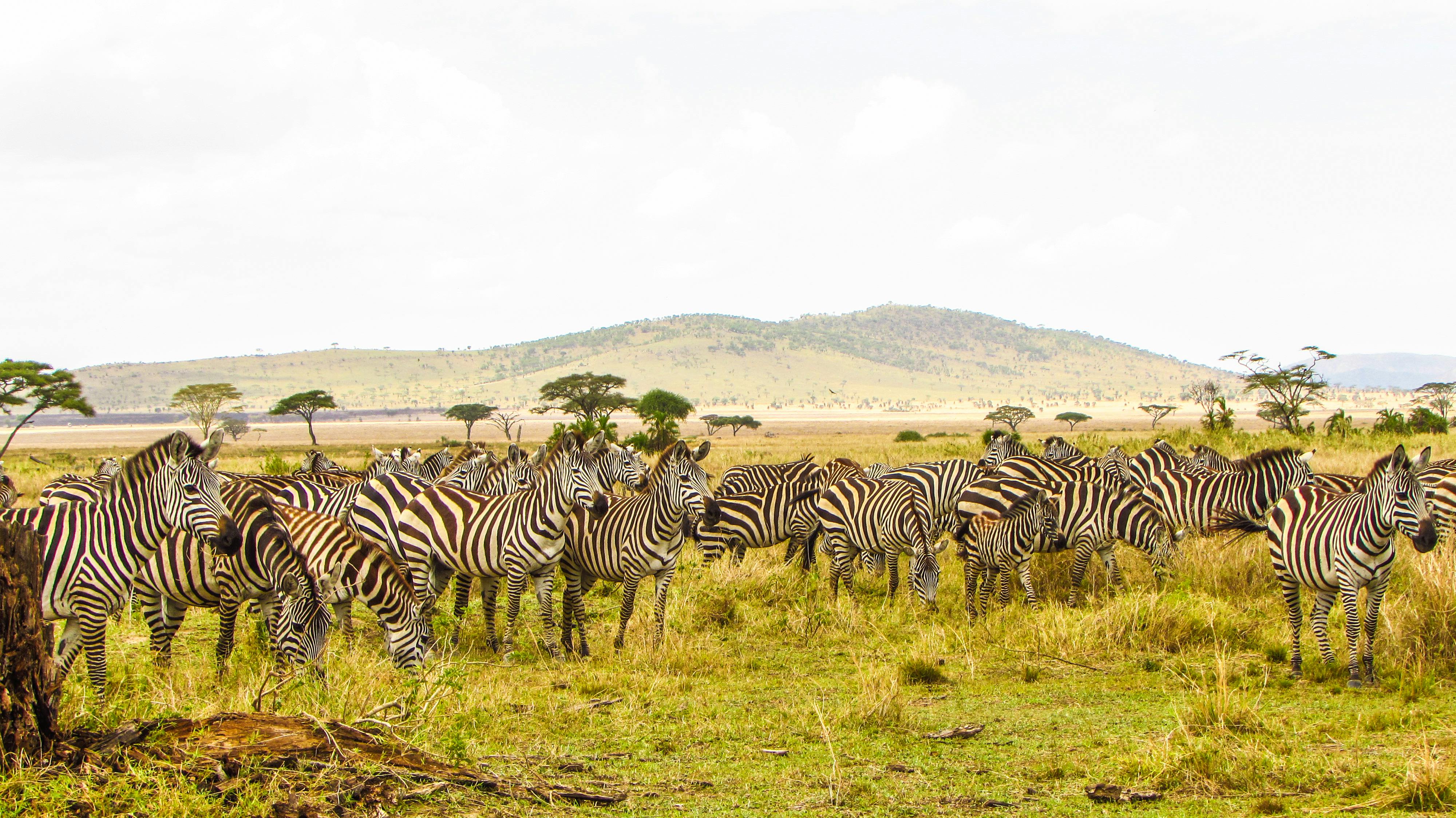 Tanzania – Land of the Serengeti and Kilimanjaro