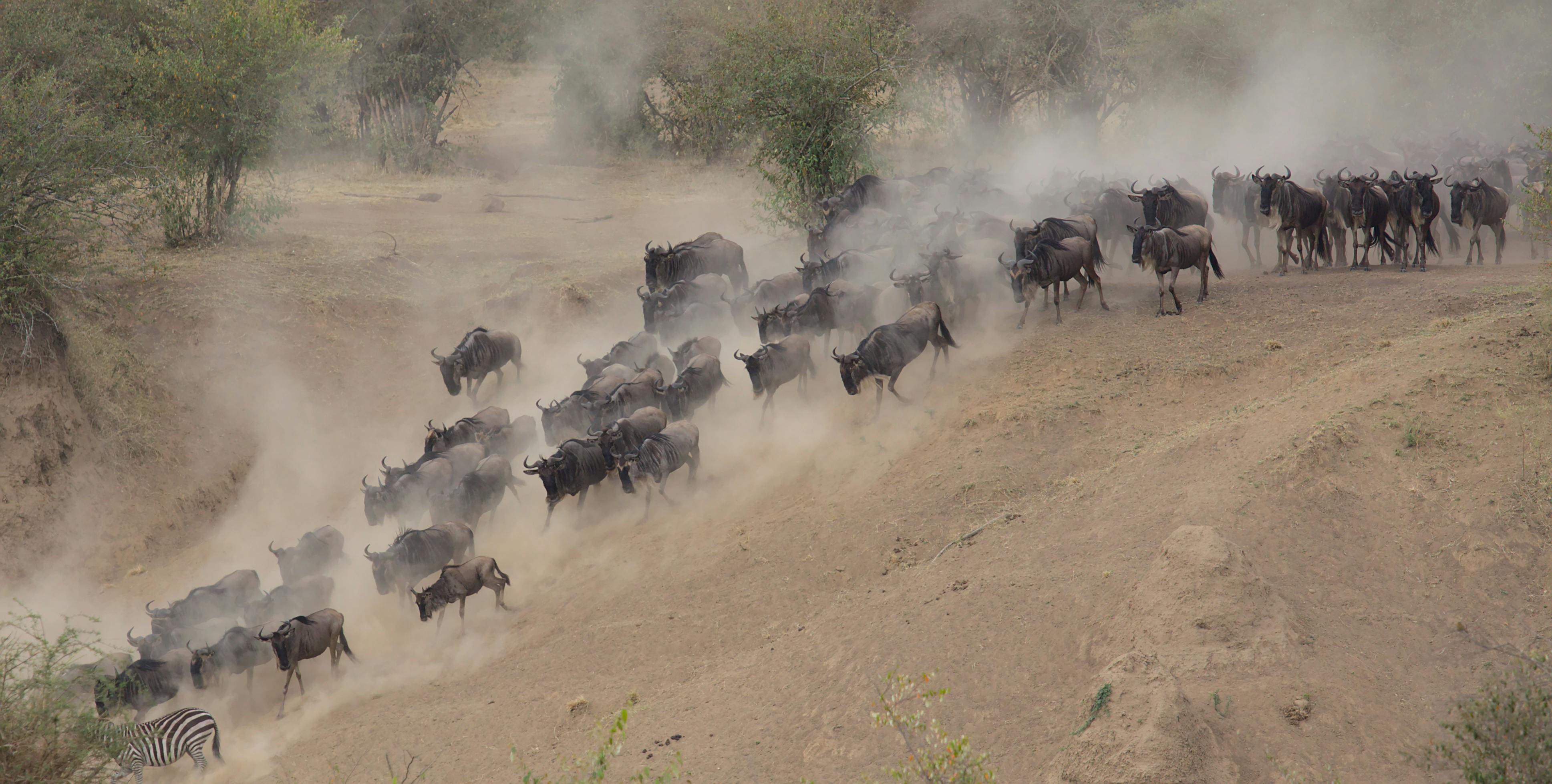 Kenya – Home of the Great Migration