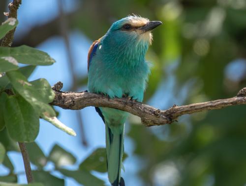 Birding Watching Expriences